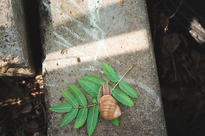 High angle view of leaves