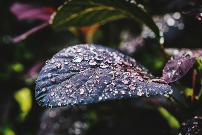 Close-up of raindrops on leaf