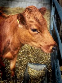 Cow standing in a horse