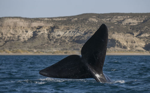 Close-up of whale swimming in sea