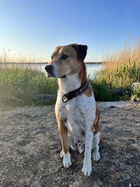 animal