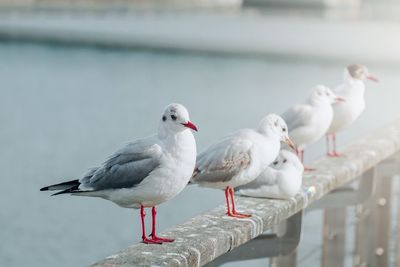 Seagulls in the seaport