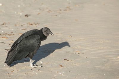 Bird perching on a beach