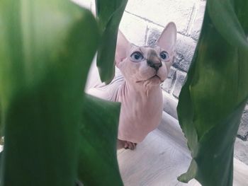 High angle portrait of cat by plants