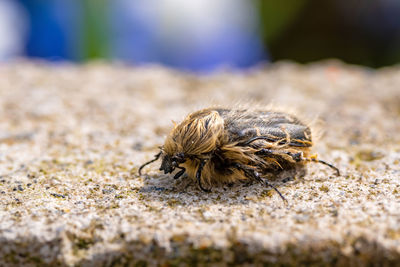 Close-up of spider