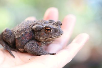 Close-up of hand holding lizard