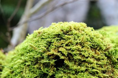 Close-up of moss growing on tree