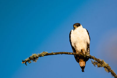 Low angle view of bird perching on branch against blue sky