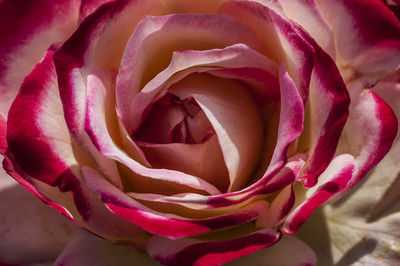 Close-up of pink rose