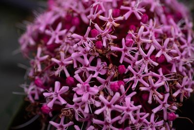 Close-up of insect on pink flowering plant