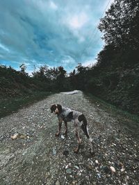 View of dog on field against sky