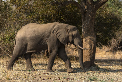 Side view of elephant walking on land