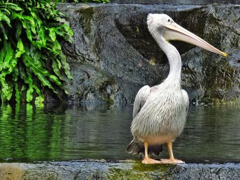 Pelican on lake