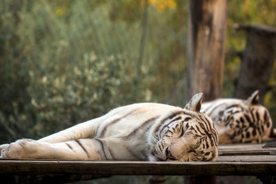 Cat sleeping in a zoo