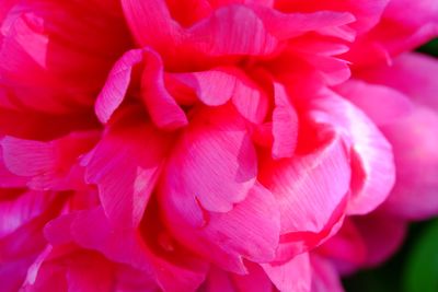 Close-up of pink dahlia