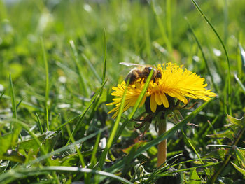 Close-up of insect on yellow flower