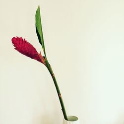 Close-up of plant over white background