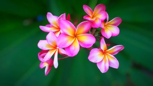 Close-up of pink flowers