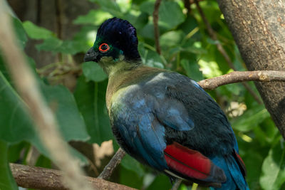 Close-up of bird perching on branch