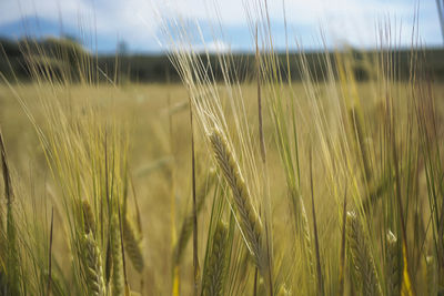 Close-up of stalks in field