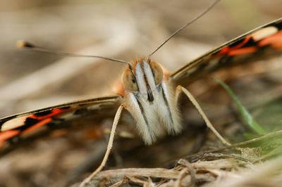 Natural facial closeup on a painted lady butterfly, vanessa cardui, with open wings on the ground