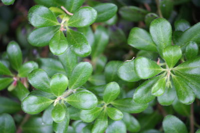 Close-up of fresh green plant