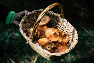 Close-up of hand holding bird in basket