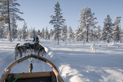 Sleigh in winter