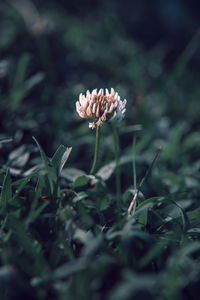 Close-up of flowering plant on field