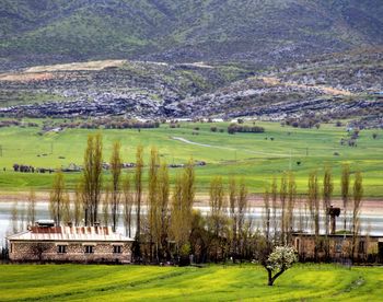 Scenic view of grassy field