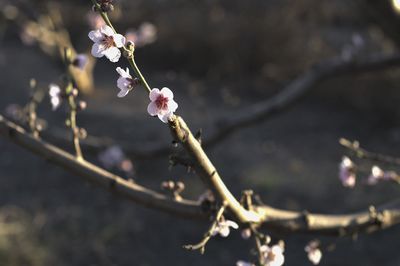 Close-up of pink cherry blossoms in spring