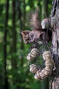 Close-up of squirrel on tree trunk