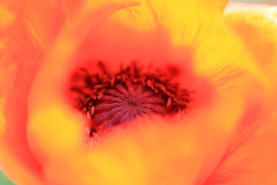 Extreme close-up of orange flower pollen