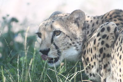 Close-up of a cheetah on field