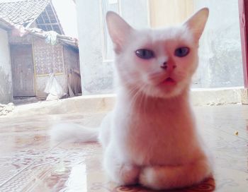 Portrait of white cat sitting outdoors