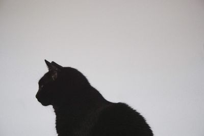 Side view of a black cat against clear sky