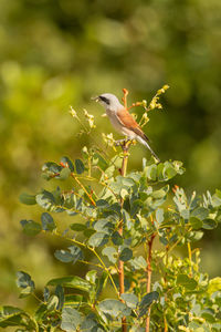 Bird perching on a plant