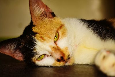 Close-up of cat resting