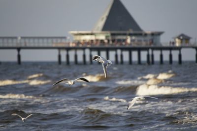 Seagulls flying over sea against sky