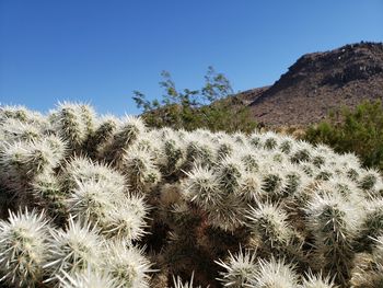 Cactus growing on field against clear sky