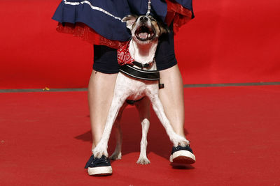 Low section of woman standing on dog for freestyle show