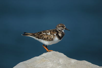 Close-up of seagull perching on rock