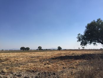 Trees on field against clear sky