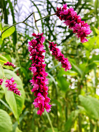 Close-up of pink flowering plants