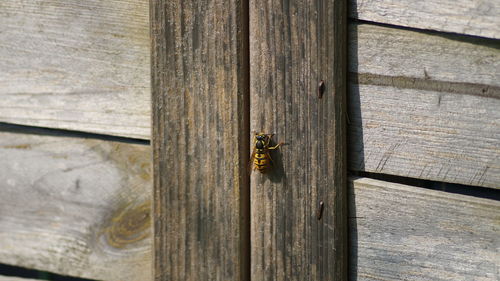 Close-up of bee on wooden plank