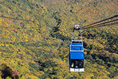 Overhead cable car in forest