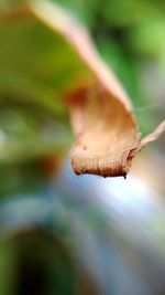 Close-up of mushroom growing on plant