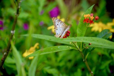 Butterfly on plant