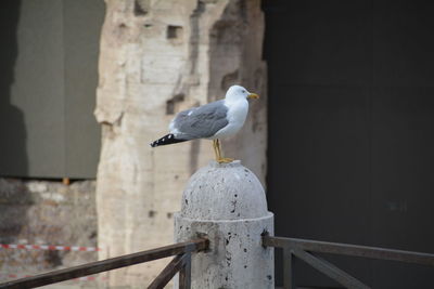 Seagull perching on pole against wall