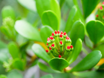 Close-up of red flowering plant